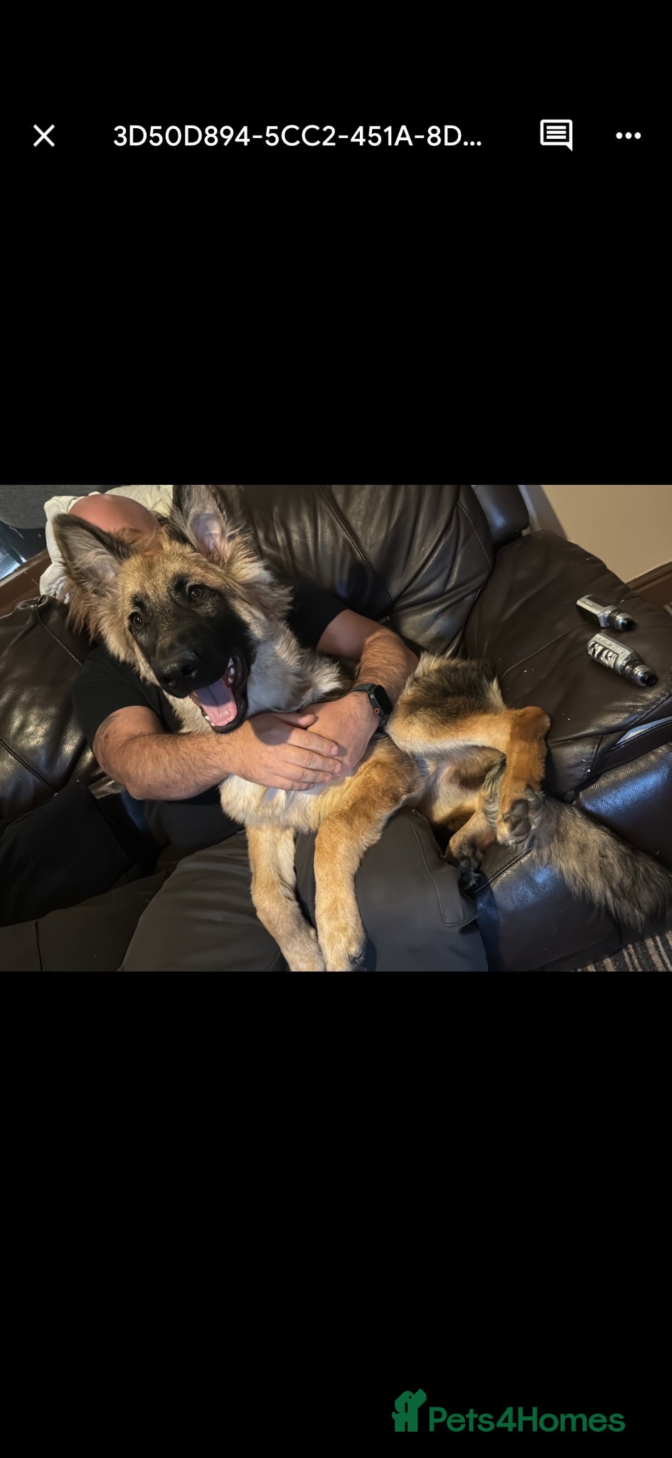 German Shepherd dogs 7 month old gsd for sale  - Advert 5