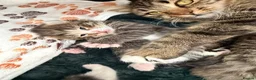 British Longhair cats for sale: Stunning 4 kittens in Kidderminster - Advert 21