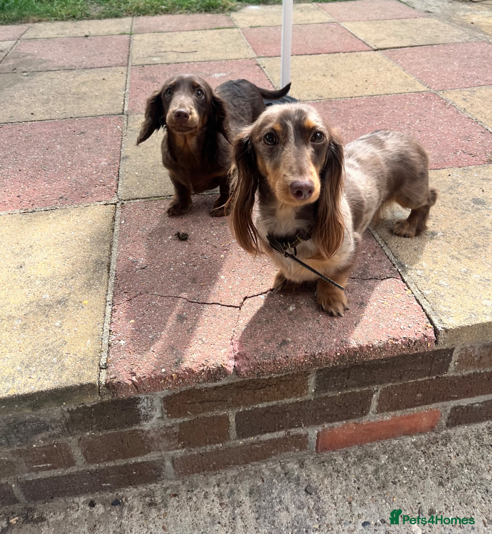Miniature Dachshund dogs Last Beautiful longhaired miniature dachshund boy - Advert 15