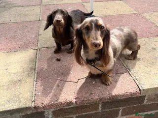 Miniature Dachshund dogs Last Beautiful longhaired miniature dachshund boy - Advert 15