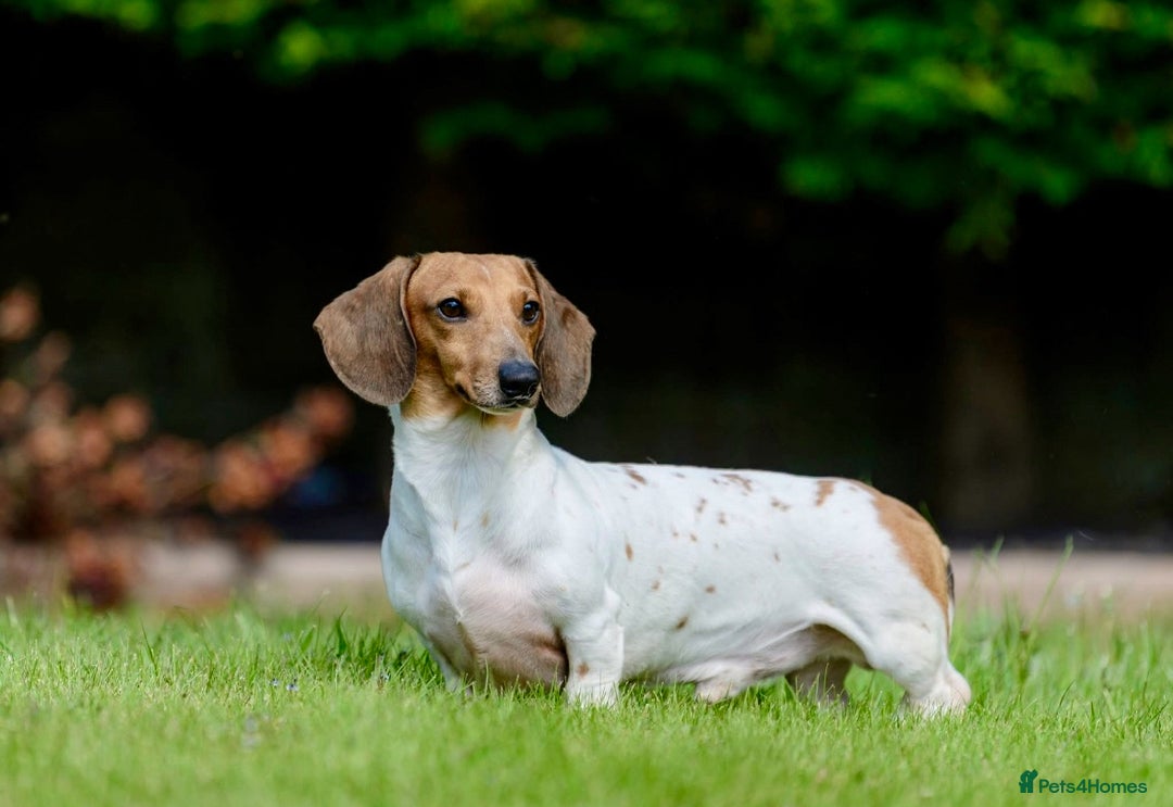 Miniature Dachshund dogs for sale: Pure Piebald Miniature Dachshunds Champion Lines - Image 6
