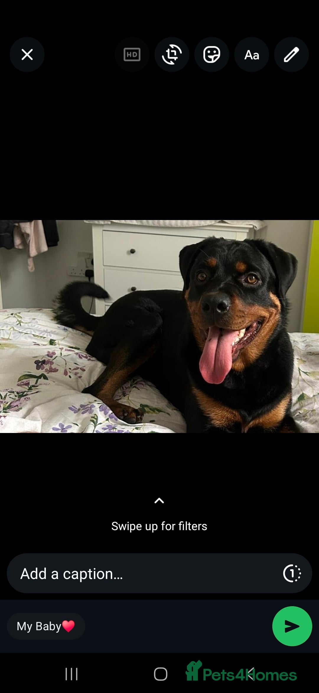 Rottweiler dogs for sale: This is my 1 year old rottwelier - Advert 3