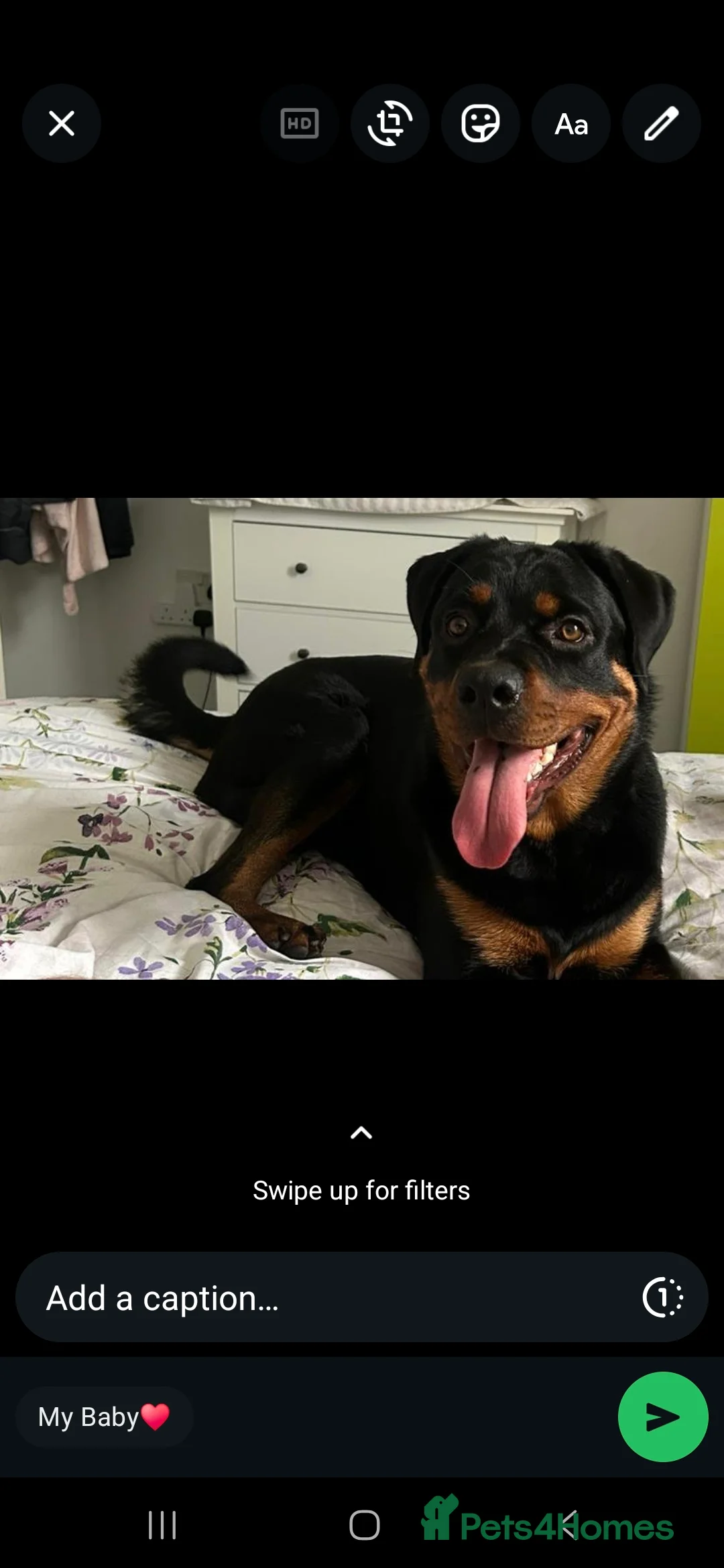 Rottweiler dogs for sale: This is my 1 year old rottwelier - Advert 3