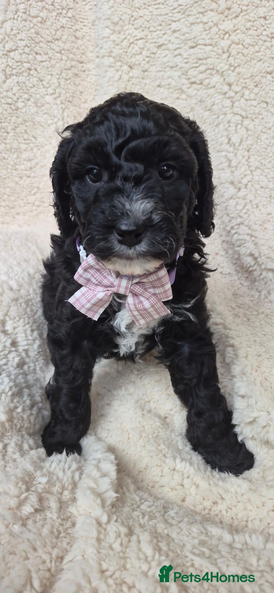 Australian Labradoodle dogs for sale: * ONLY 4 girls available* Australian Labradoodle  - Advert 2