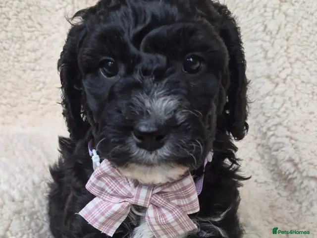 Australian Labradoodle dogs for sale: *ONLY 4 girls available* Australian Labradoodle - Advert 2