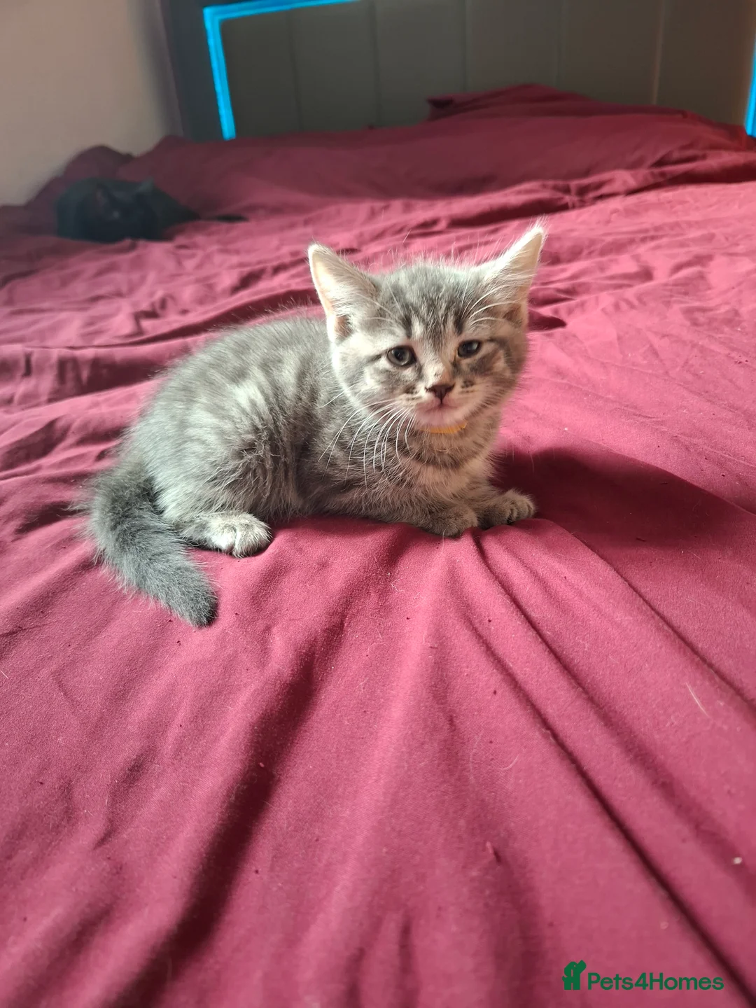 Mixed Breed cats for sale: Beautiful kittens looking for their forever homes - Advert 16