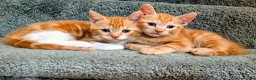 Mixed Breed cats for sale: Maine coon mix - Advert 5