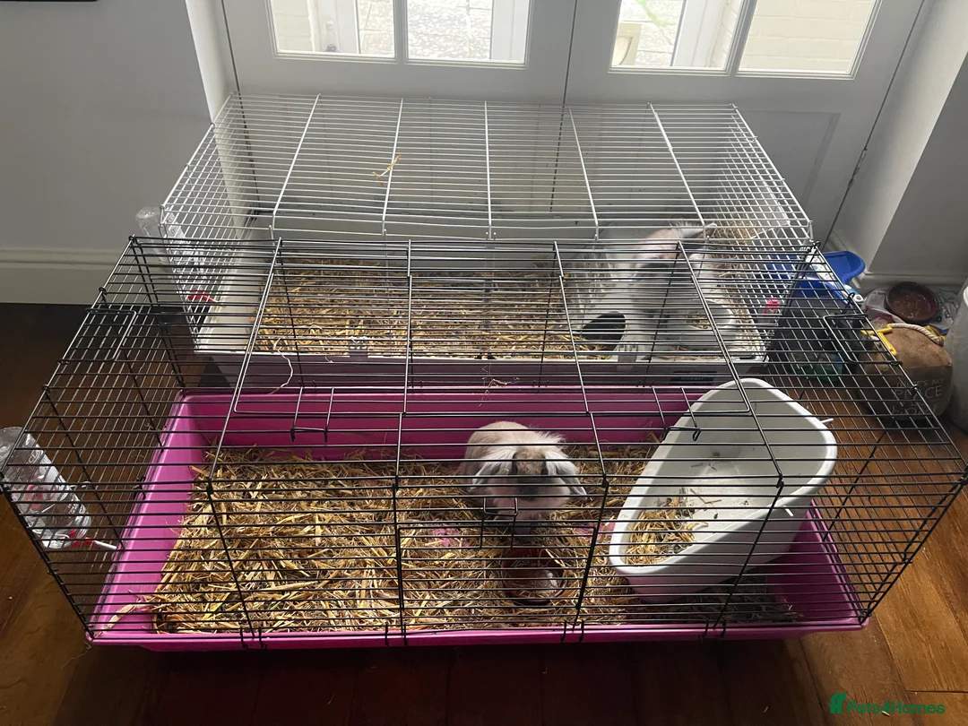 Lionhead rabbits for sale: 2 gorgeous lion heads - 3 months. With cage etc - Advert 3