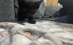 Mixed Breed cats for sale: 2 male kittens for sale  - Image 6