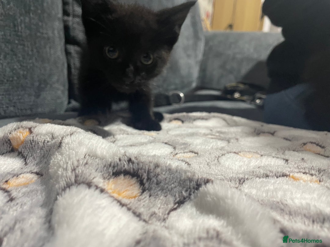 Mixed Breed cats for sale: 2 male kittens for sale  - Image 6