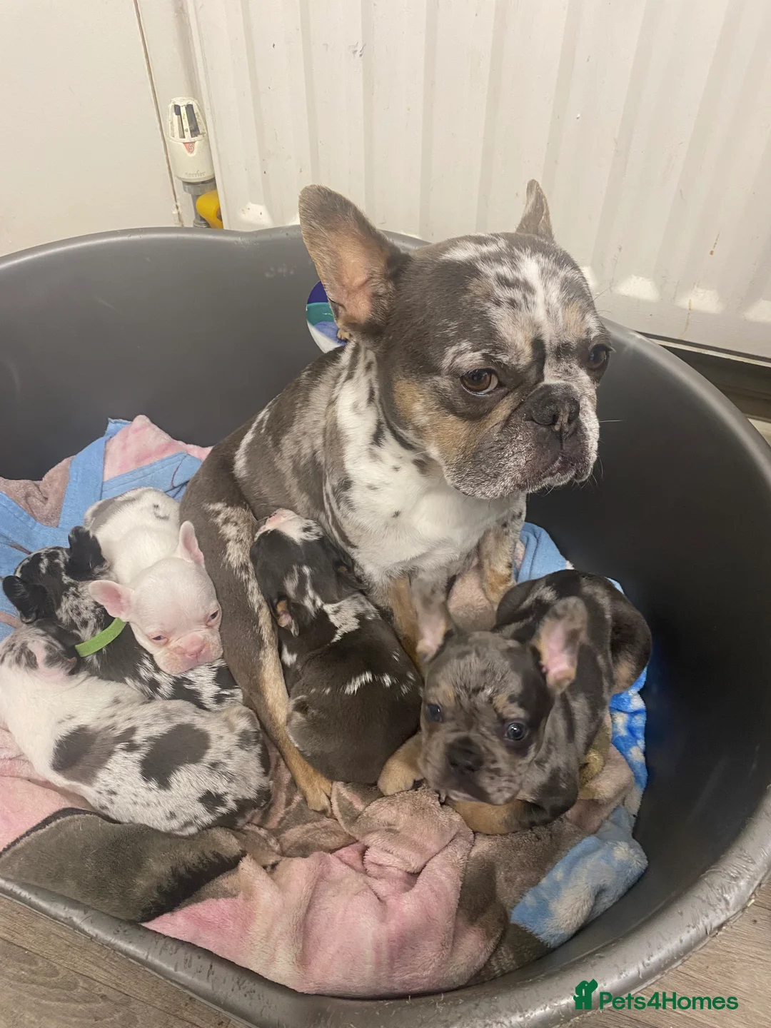 French Bulldog dogs for sale: 5 French bulldog puppies for sale  in Stockton-on-Tees - Advert 1