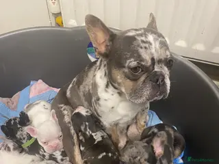 French Bulldog dogs 5 French bulldog puppies for sale - Advert 3