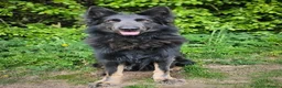 German Shepherd dogs for sale: Solid black short coated KC registered Gsp - Advert 10