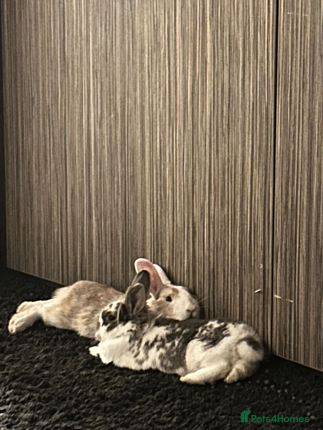 Dutch rabbits for sale: Bonded pair  in Morecambe - Advert 5