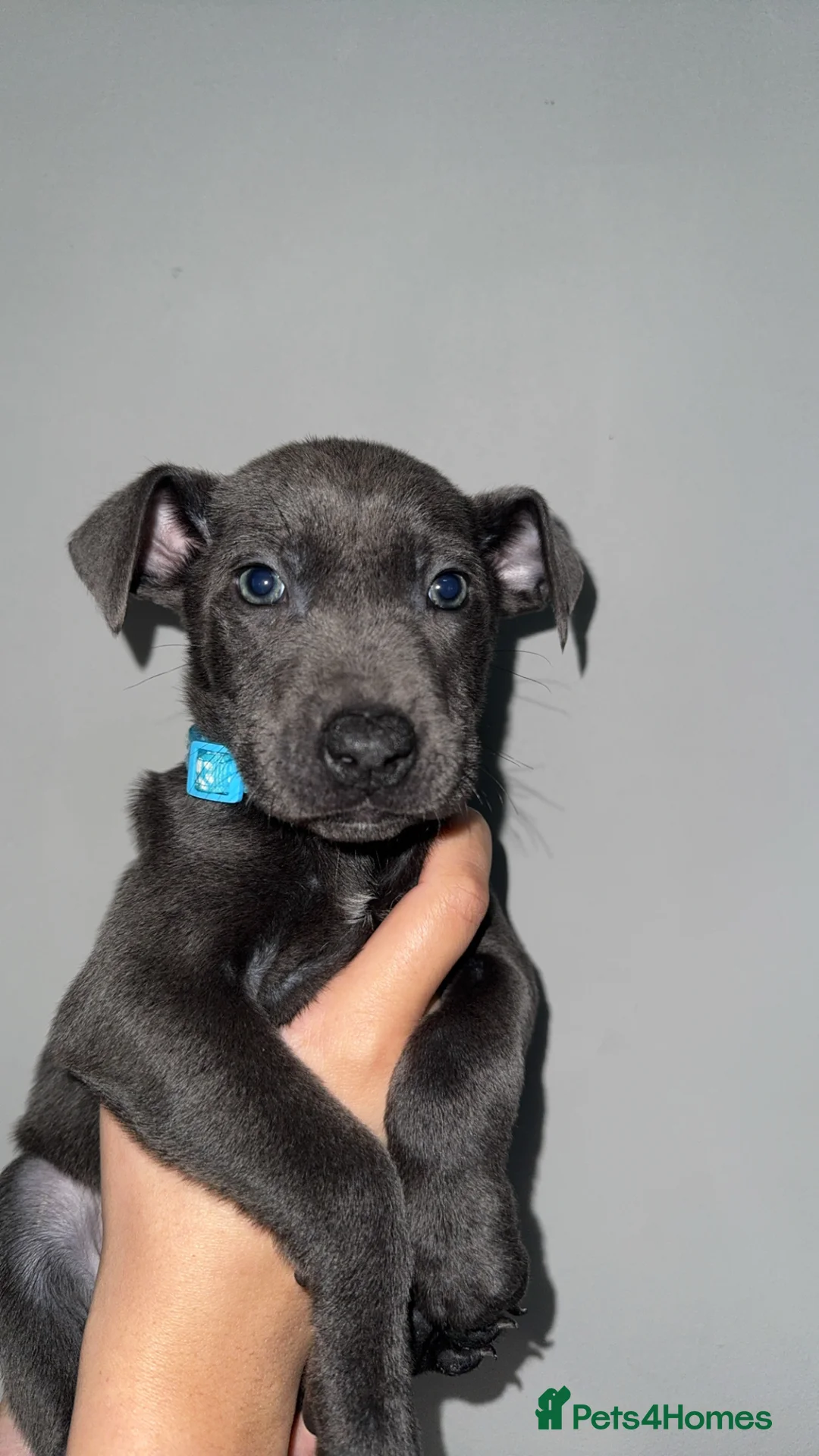 Mixed Breed dogs for sale: Female puppies  - Advert 5