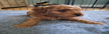 Cockapoo 1 (Fox Red) 