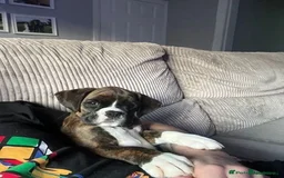 Boxer dogs for stud: Champion Boxer dog at Stud  - Image 10