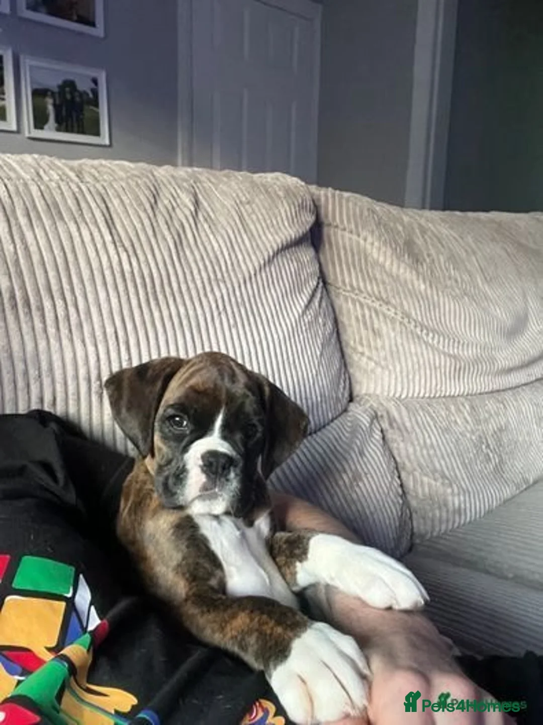 Boxer dogs for stud: Champion Boxer dog at Stud  - Image 10