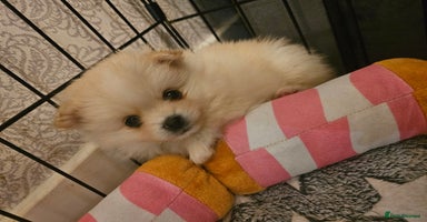 Pomeranian dogs - Advert 2