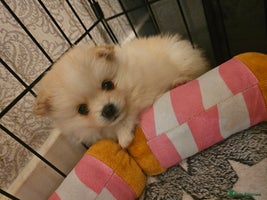 Pomeranian dogs - Advert 4