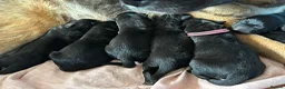 Borador dogs for sale: Boarder puppies  - Advert 1