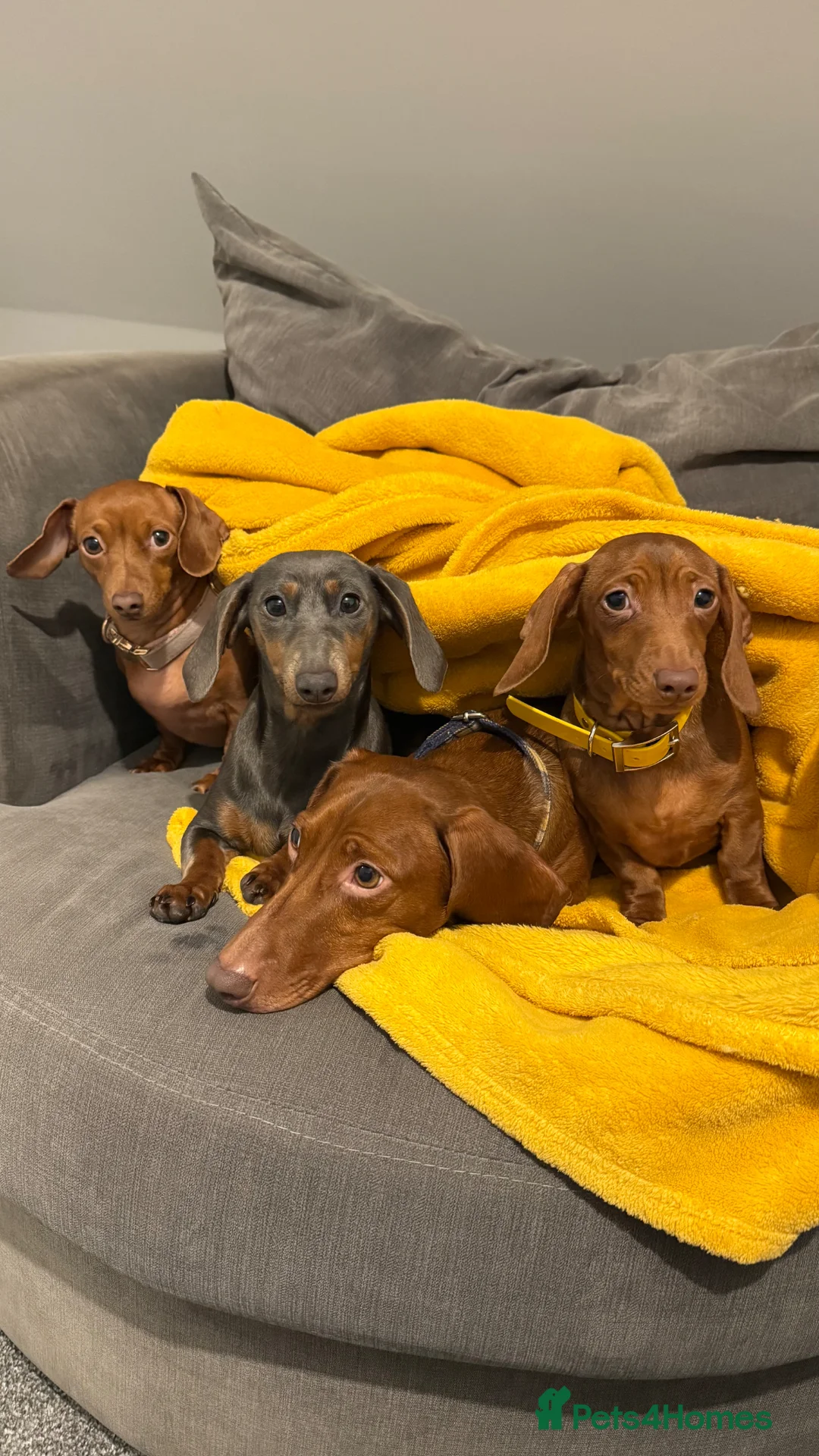 Miniature Dachshund dogs for sale: Gorgeous blue and tan girl  - Advert 4
