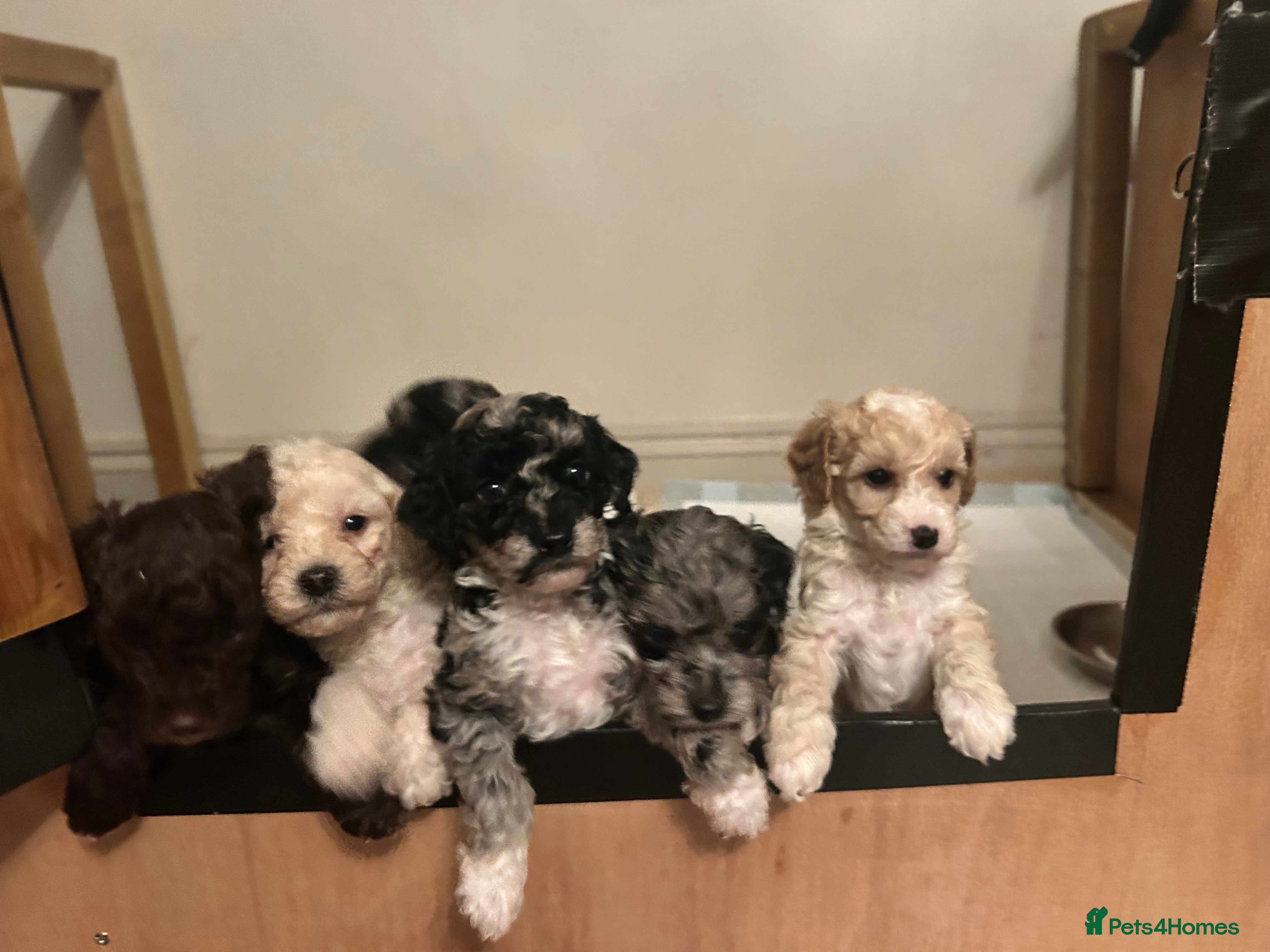 Miniature Poodle dogs 3 silver Merle girls - Advert 17