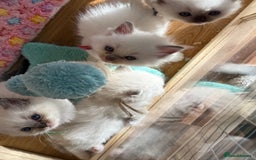 Ragdoll cats for sale: Gccf registered ragdoll kittens  - Image 8