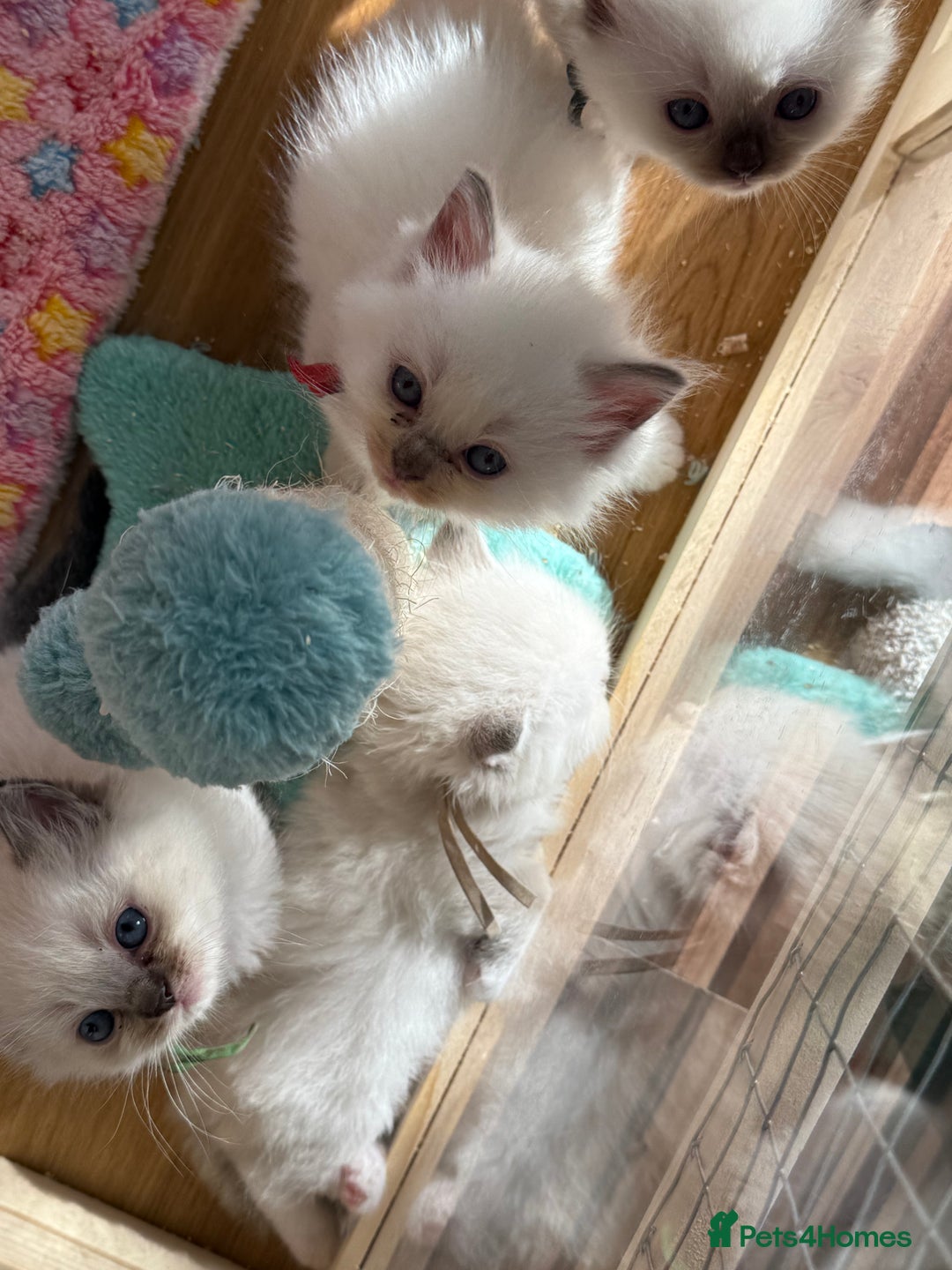 Ragdoll cats for sale: Gccf registered ragdoll kittens  - Image 8