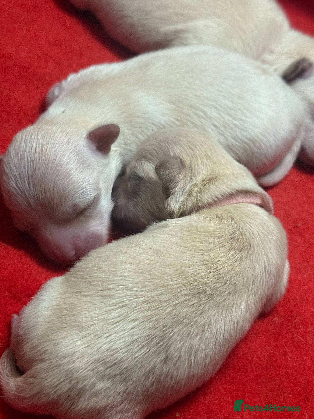 Mixed Breed dogs for sale: OUTSTANDING TINY GIRL MALCHIS - Image 3