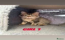 Ragdoll cats for sale: Stunning ragdoll cross BSH - Image 3