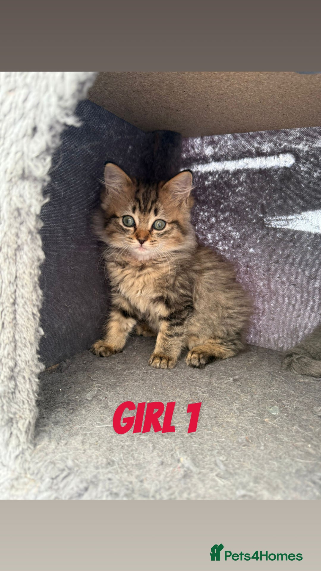 Ragdoll cats for sale: Stunning ragdoll cross BSH - Image 3