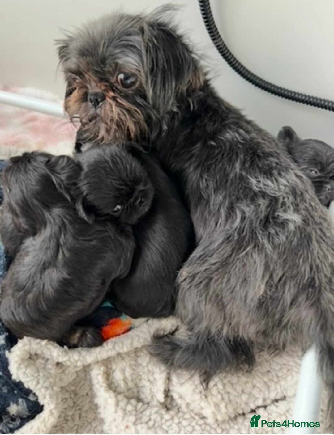 Griffon Bruxellois dogs for sale: Rough coated Brussels Griffon cross  - Image 5