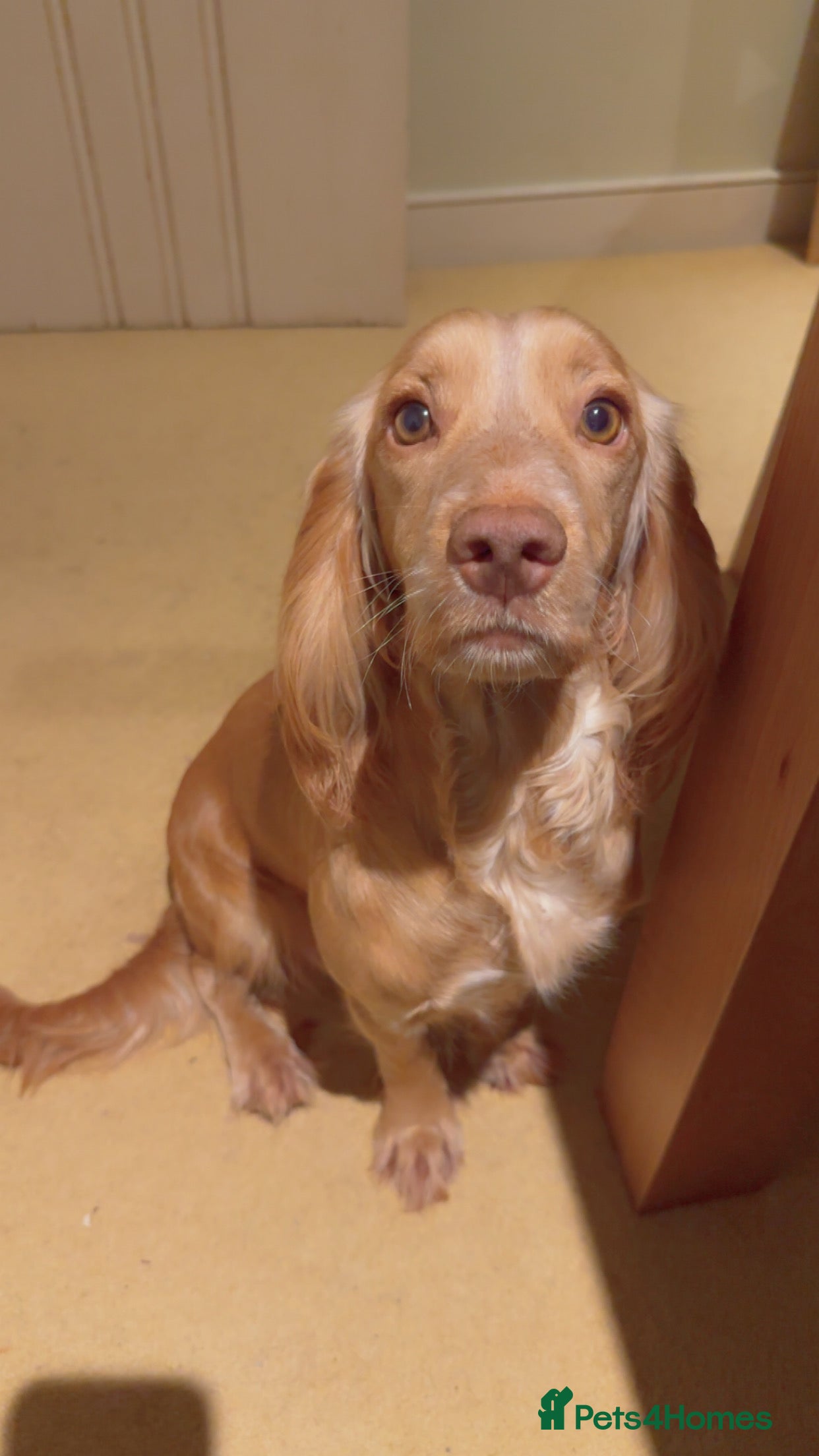Cocker Spaniel dogs Working cocker spaniel puppies for sale in Ewhurst - Advert 1