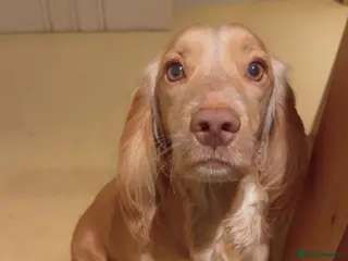 Cocker Spaniel dogs Working cocker spaniel puppies for sale in Ewhurst - Advert 1