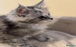 Maine Coon cats for sale: Perfect Maine Coon kittens from Shaded parents  - Image 9