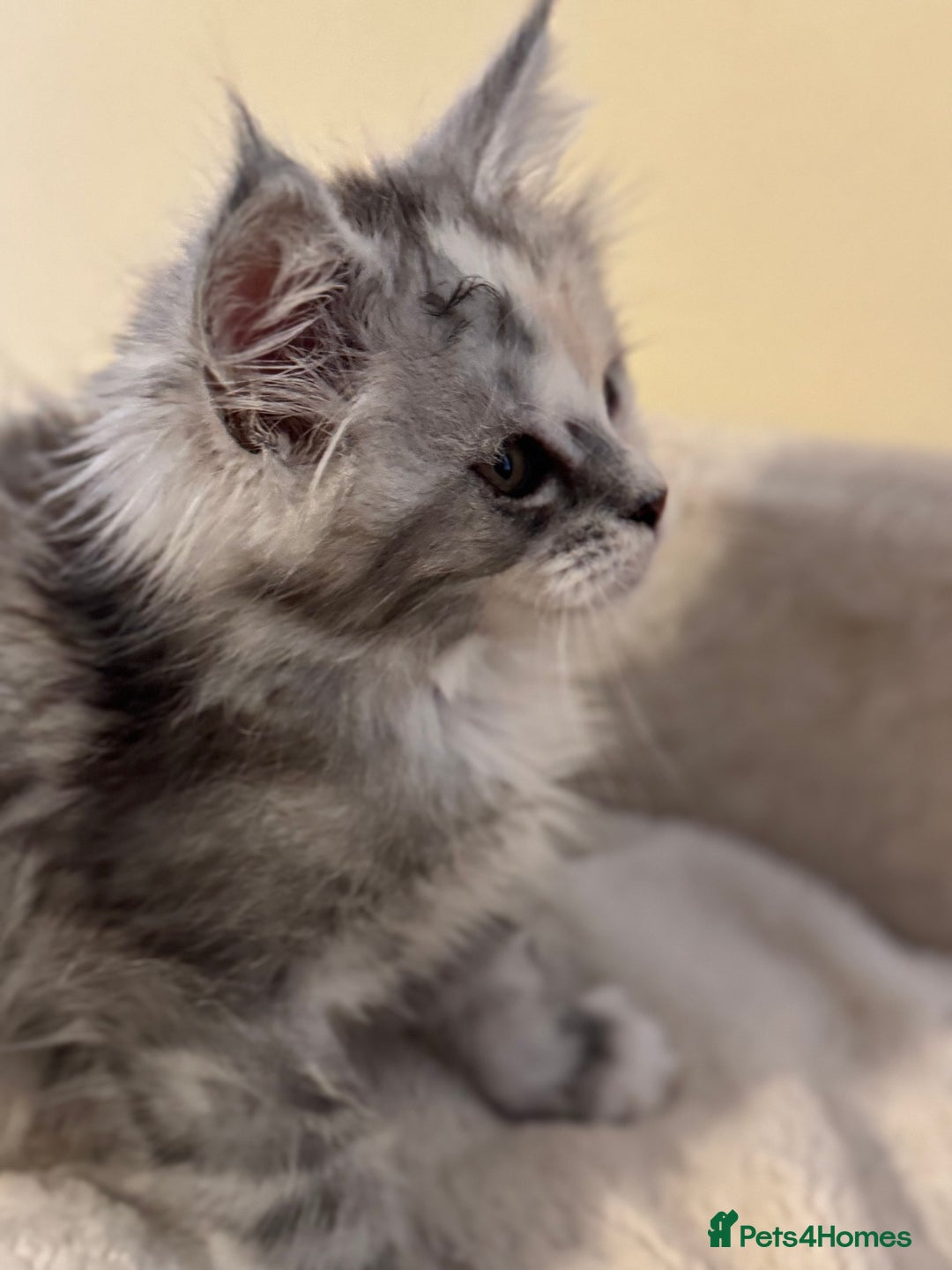 Maine Coon cats for sale: Perfect Maine Coon kittens from Shaded parents  - Image 9