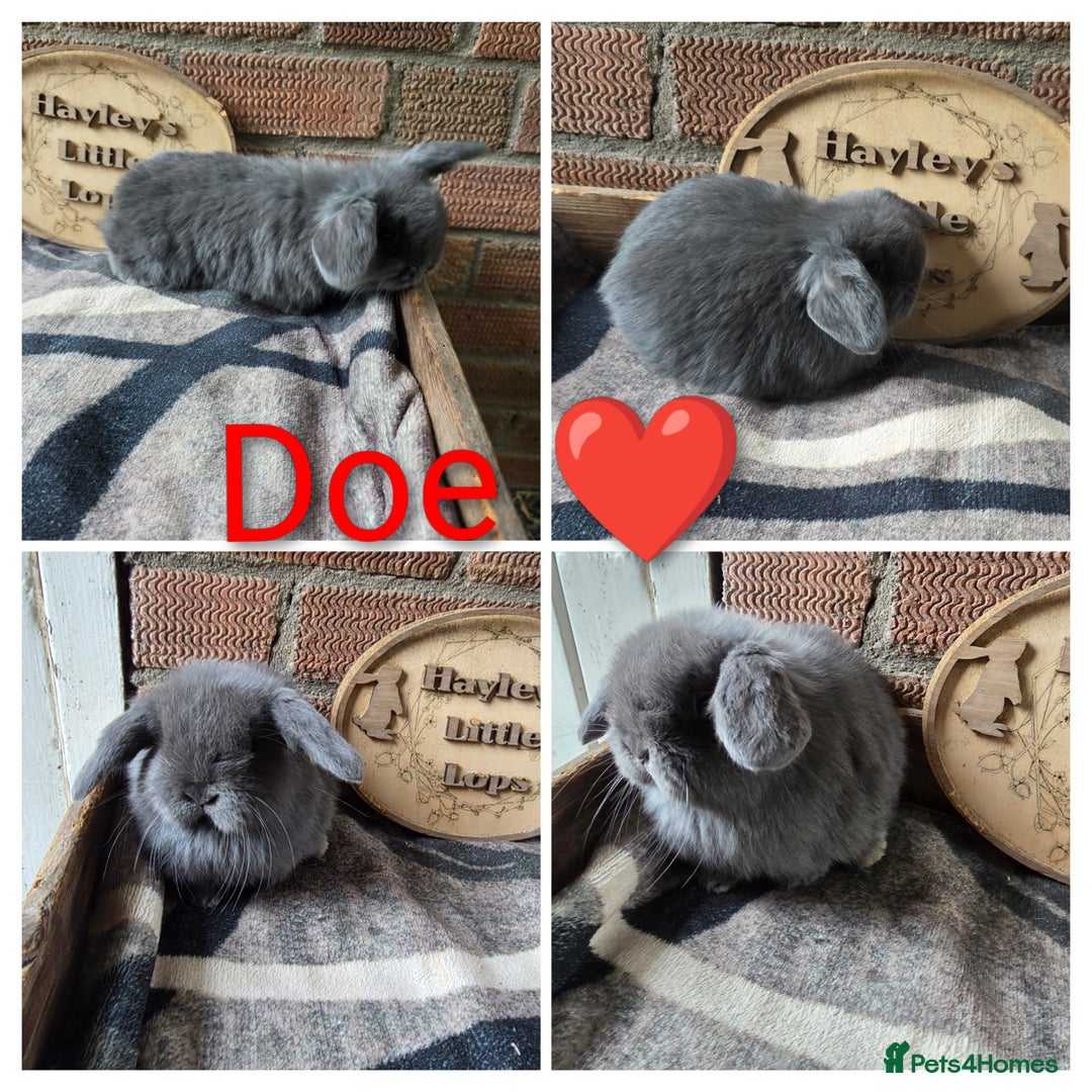 Mini Lop rabbits for sale: Gorgeous pure breed mini lops  - Advert 5