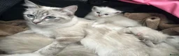 Ragdoll cats for sale: Ragdoll kittens  in Edinburgh - Advert 6