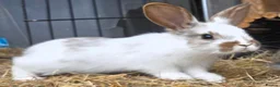 Mixed Breed rabbits for sale: Beautiful little of mixed giants  - Advert 11