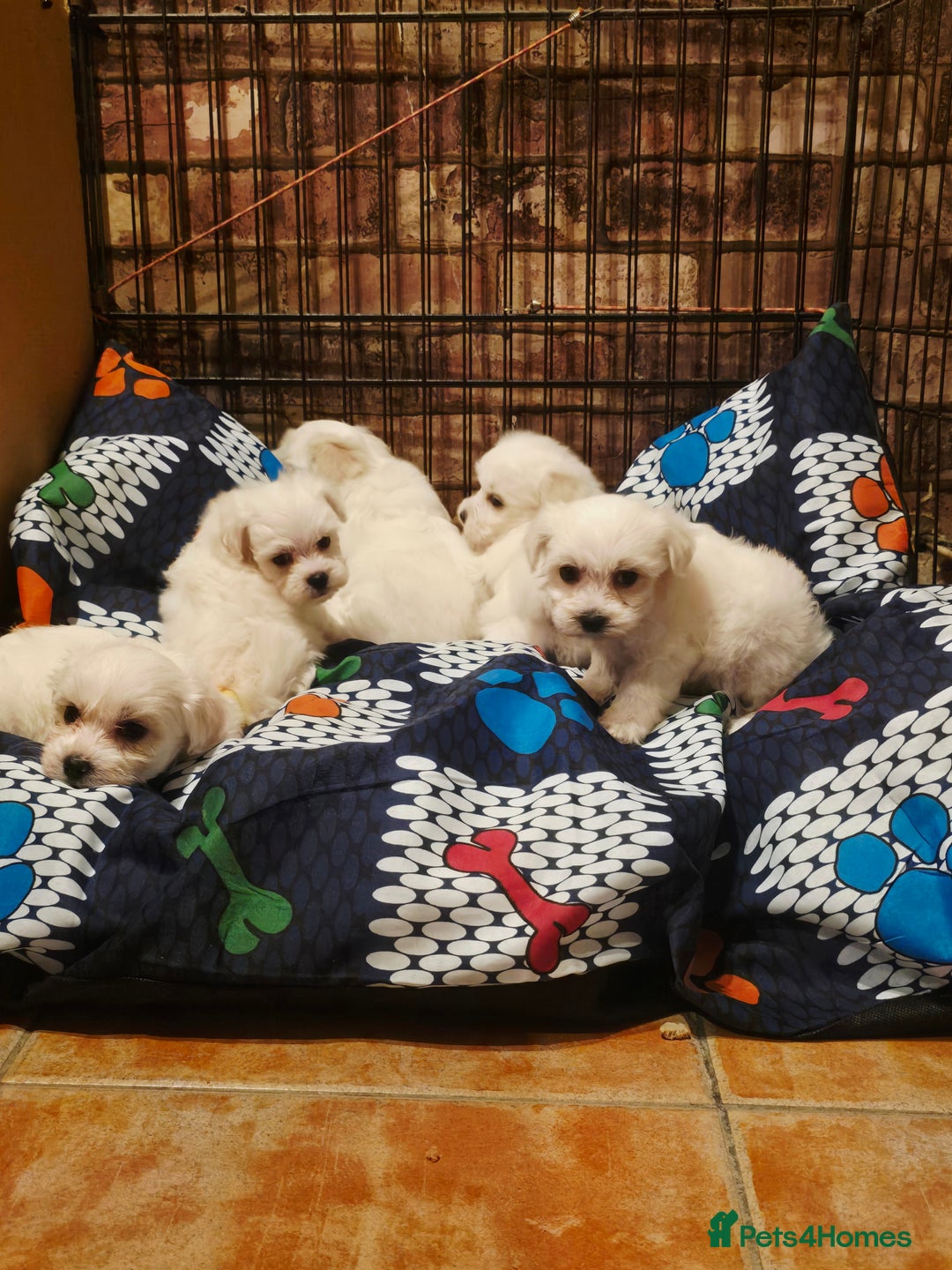 Maltese dogs for sale: 💫Tiny Maltese! 1 boy and 1 girl left! 💫 - Image 6