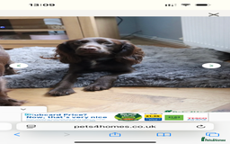 Cocker Spaniel dogs for sale: Working cocking spaniels  - Image 10