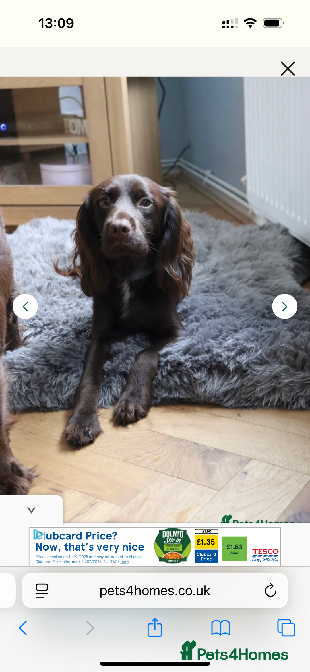Cocker Spaniel dogs for sale: Working cocking spaniels  - Image 10