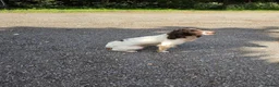 English Springer Spaniel dogs for sale: KC registered English Springer Spaniels - Advert 7