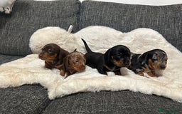 Miniature Dachshund dogs for sale: Miniature daschund puppies - Advert 1