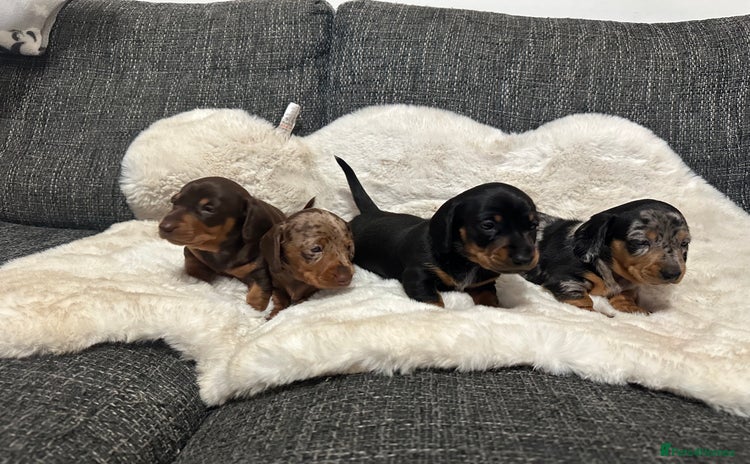 Miniature Dachshund dogs - Advert 2