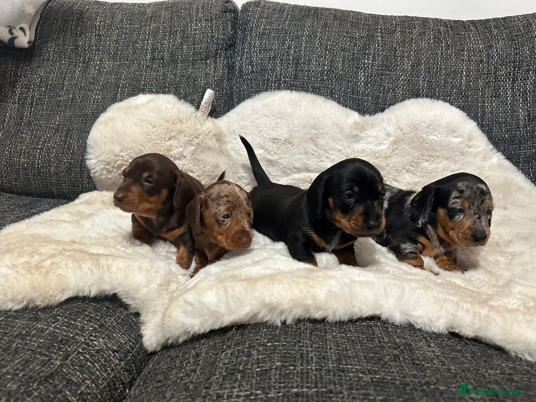 Miniature Dachshund dogs for sale: Miniature daschund puppies - Advert 1