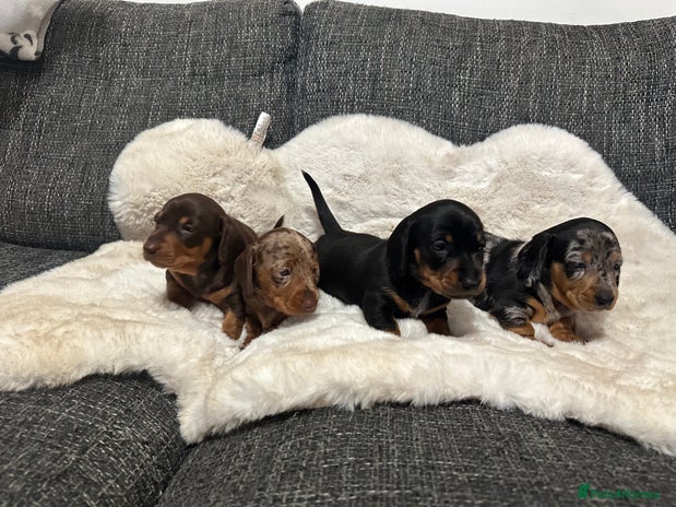 Miniature Dachshund dogs - Advert 15