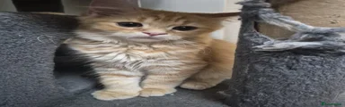 Siberian 1