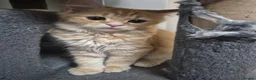 Siberian cats for sale: 7 hypoallergenic Siberian kittens  in London - Advert 10